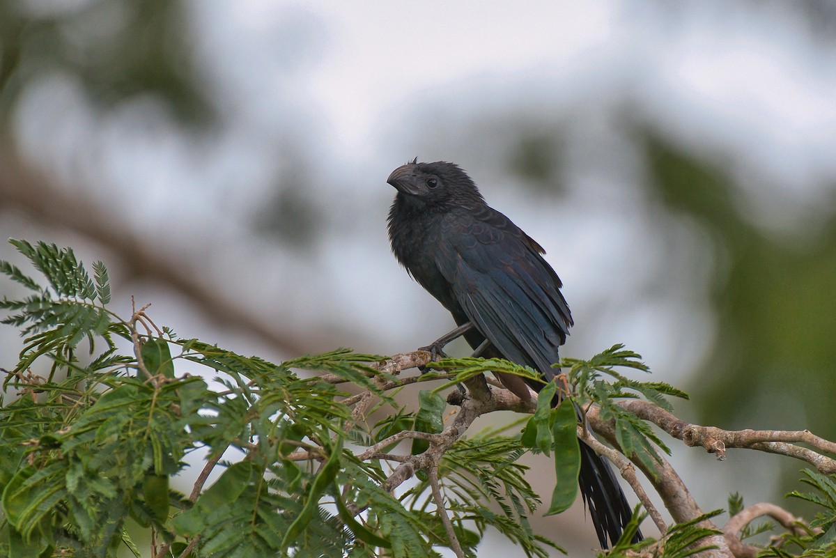 ミゾハシカッコウ - ML646473482