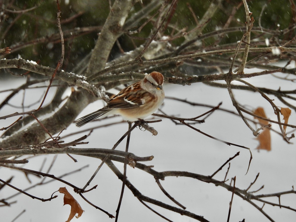 American Tree Sparrow - ML646473483