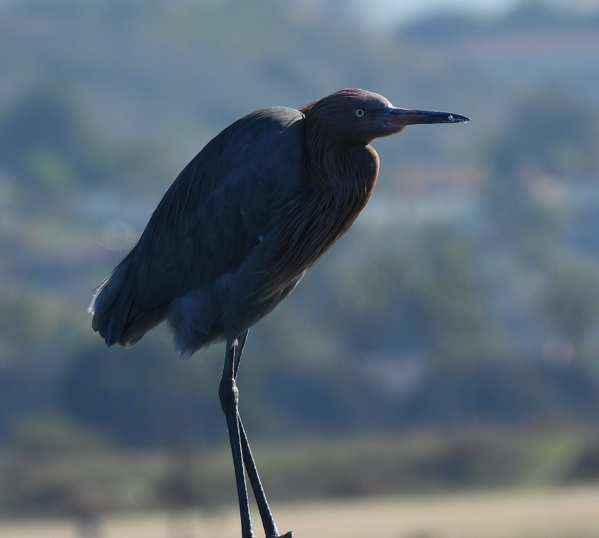 Reddish Egret - ML646473484