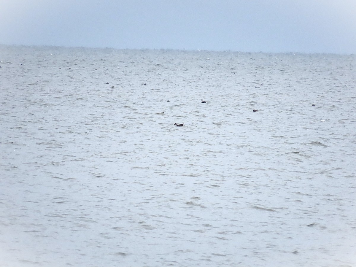 Американская синьга - ML646473485