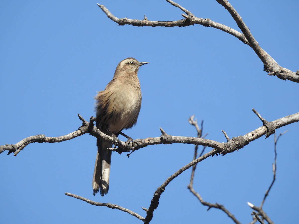 Chilean Mockingbird - ML646473487