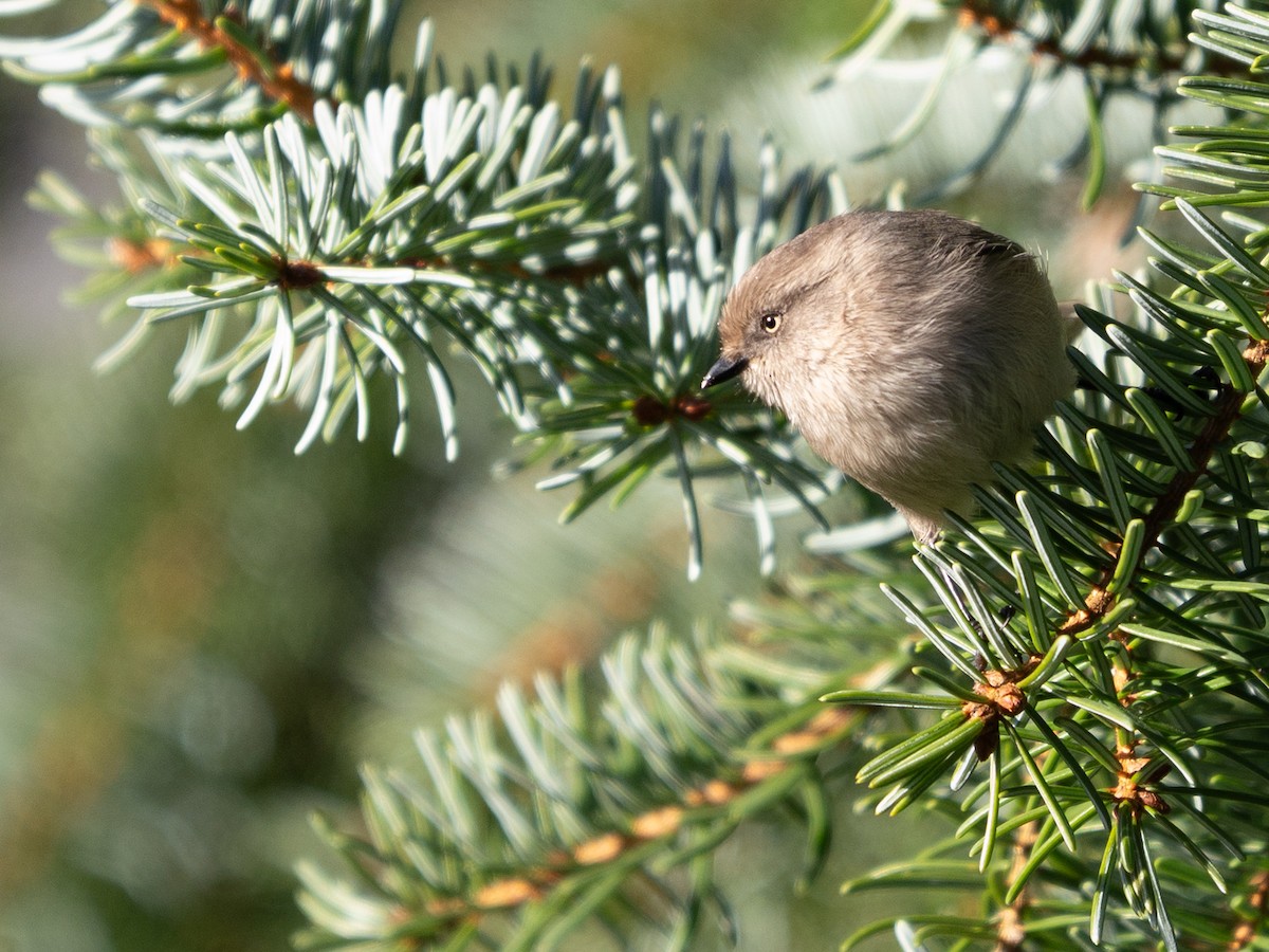 Bushtit - ML646473489