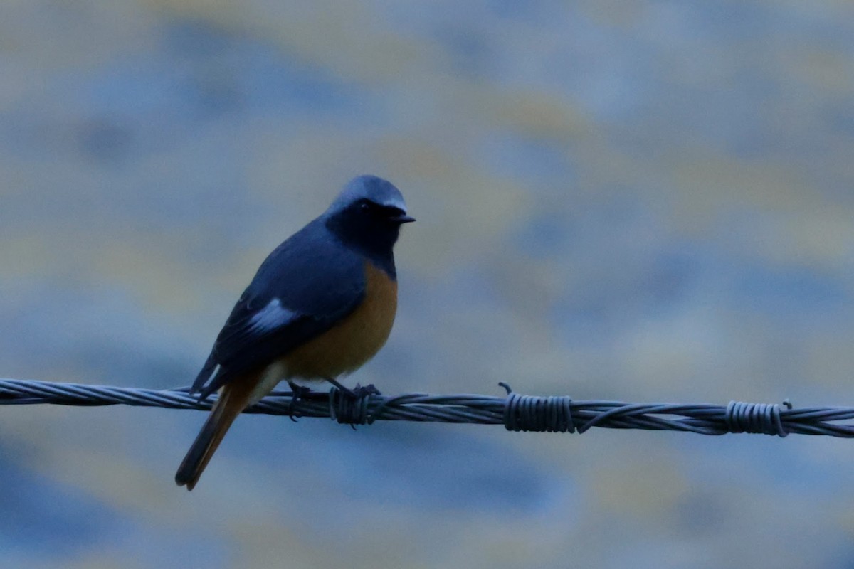 Hodgson's Redstart - ML646473493