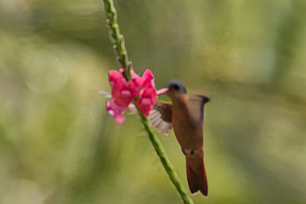 ニッケイハチドリ - ML646473494