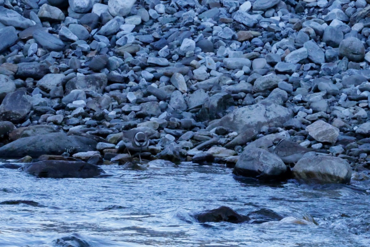 Шөвгөр хиазат - ML646473496