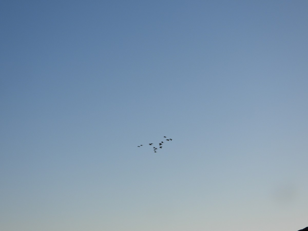 Black-bellied Whistling-Duck - ML646473497