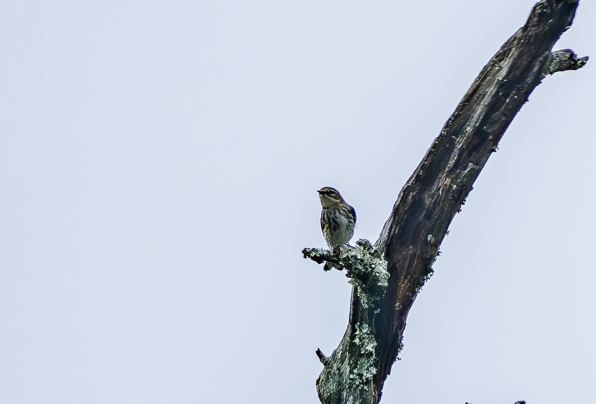 Paruline à croupion jaune - ML646473498