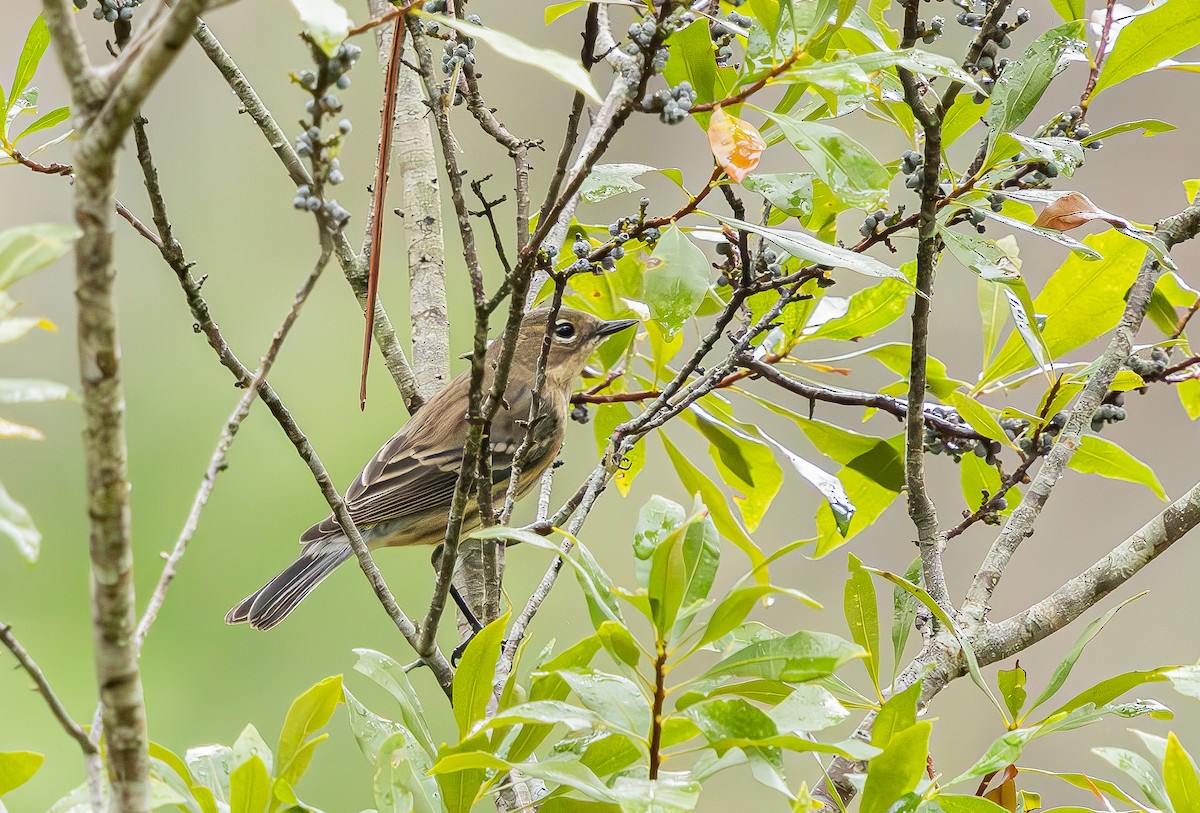 Paruline à croupion jaune - ML646473499