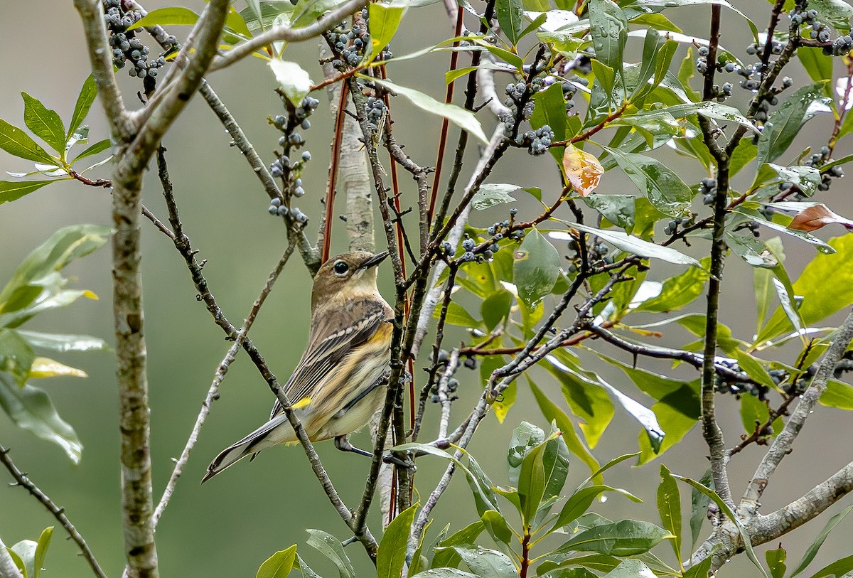 Paruline à croupion jaune - ML646473500