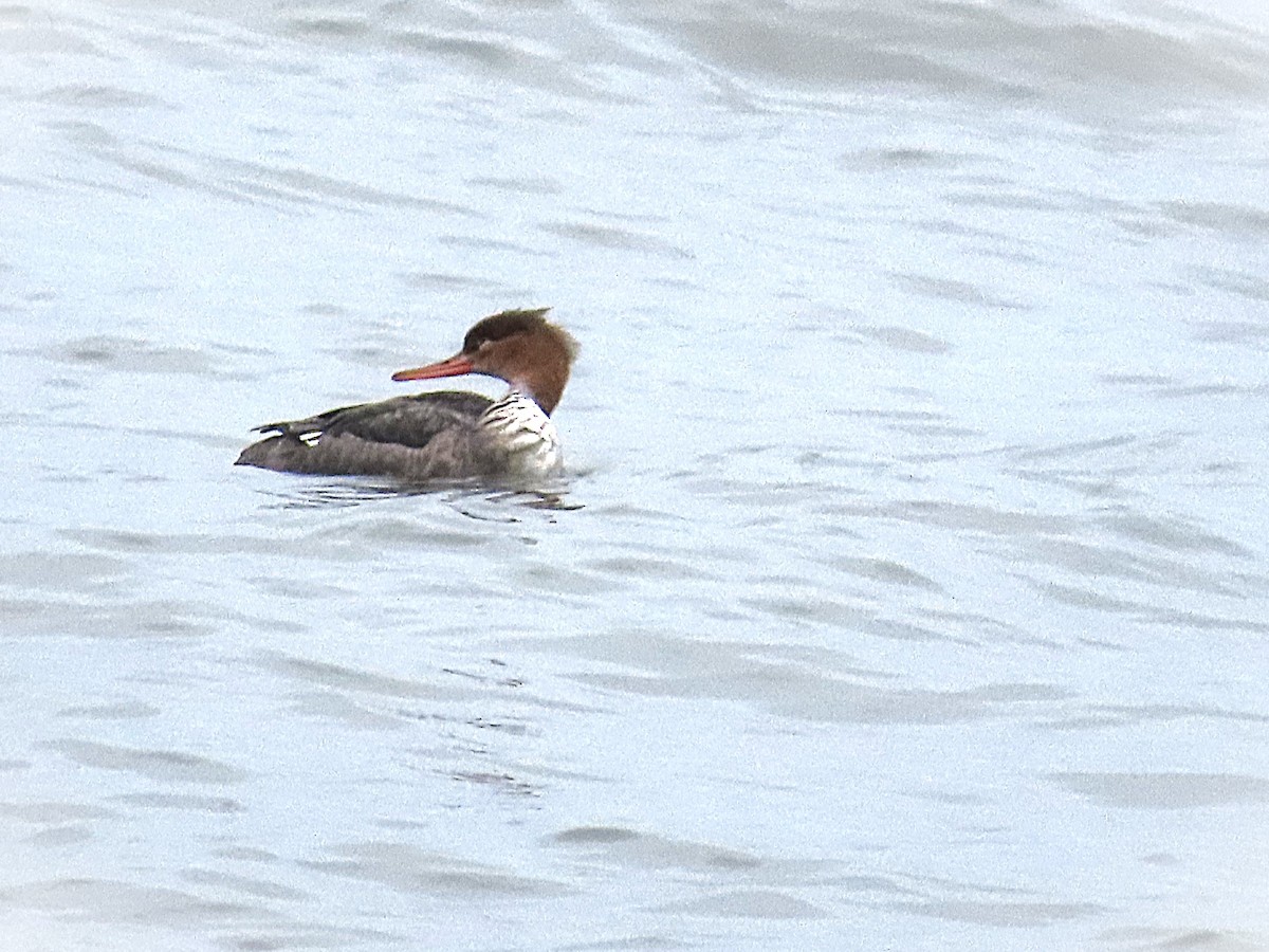 Red-breasted Merganser - ML646473501
