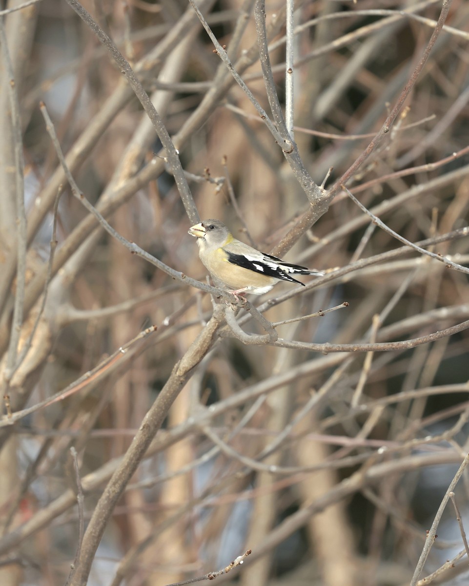 Evening Grosbeak - ML646473504