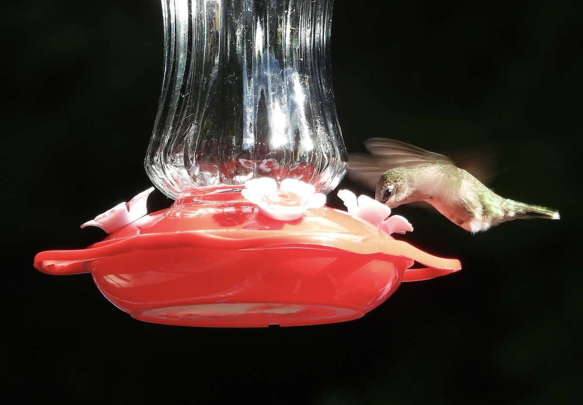 Ruby-throated Hummingbird - ML646473506