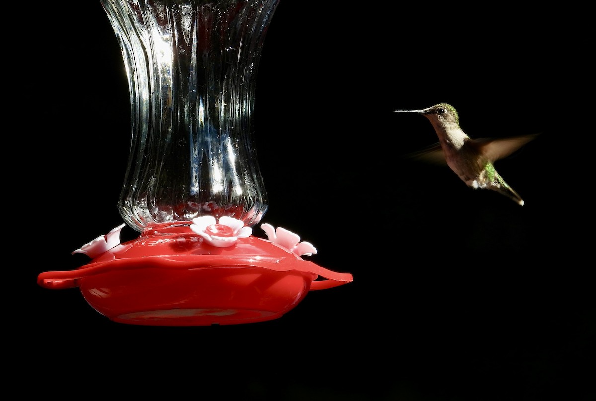 Colibri à gorge rubis - ML646473507