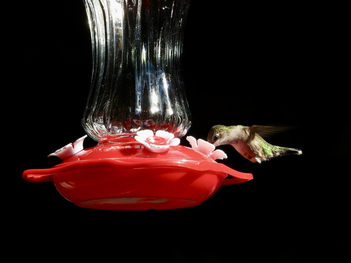 Ruby-throated Hummingbird - ML646473508