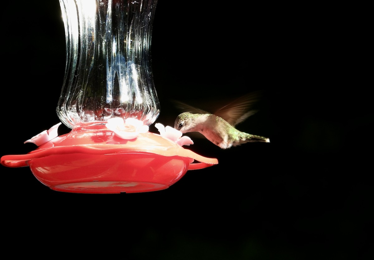 Colibri à gorge rubis - ML646473510