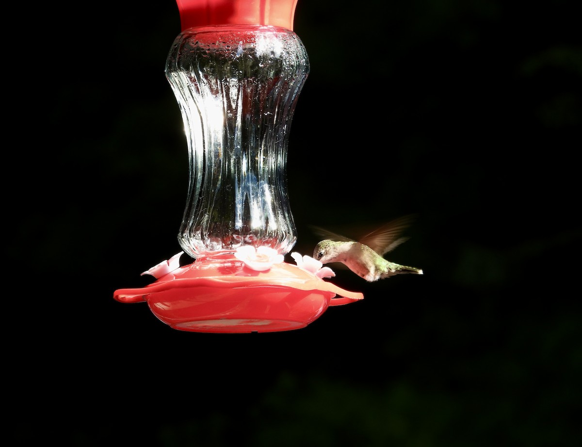 Ruby-throated Hummingbird - ML646473511