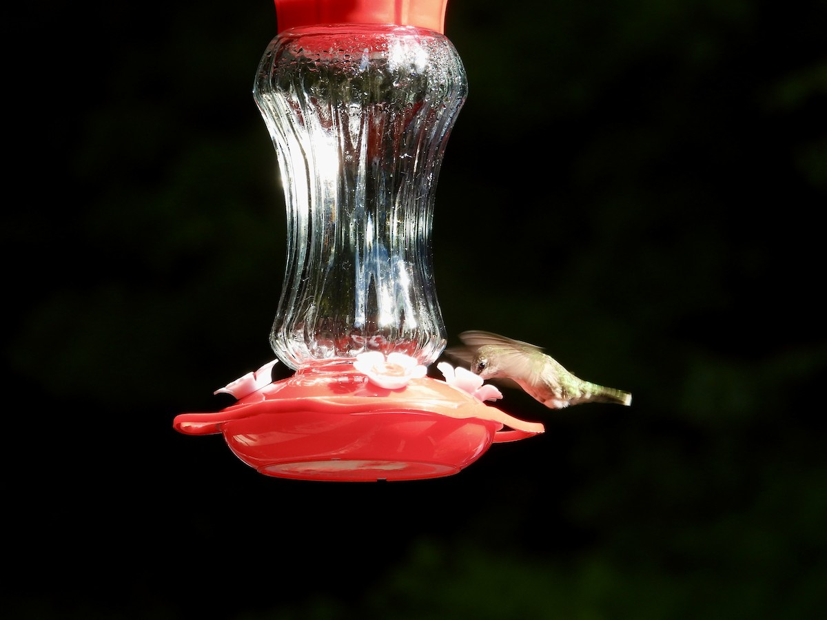 Colibri à gorge rubis - ML646473512