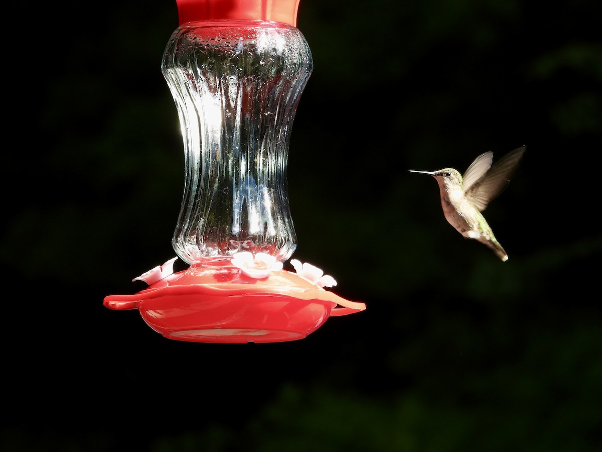 Ruby-throated Hummingbird - ML646473514