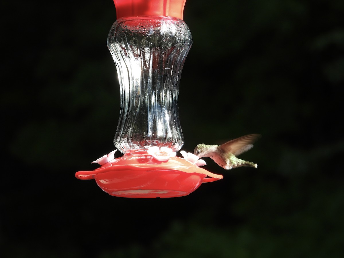 Colibri à gorge rubis - ML646473515