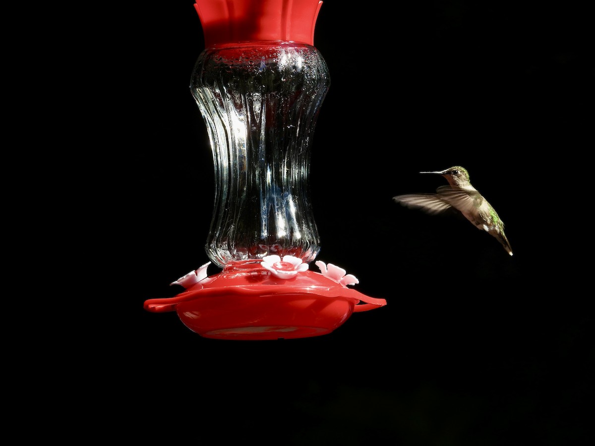 Colibri à gorge rubis - ML646473516