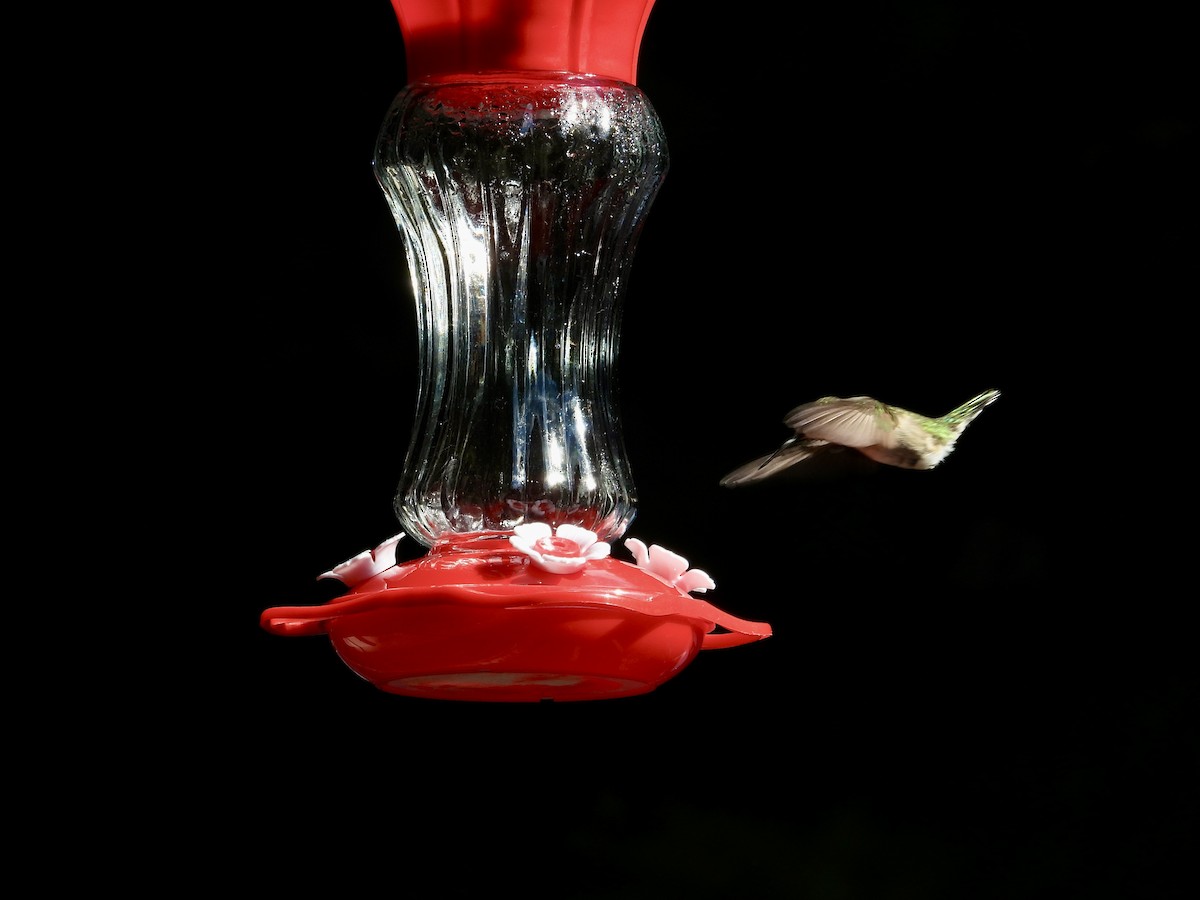 Colibri à gorge rubis - ML646473517