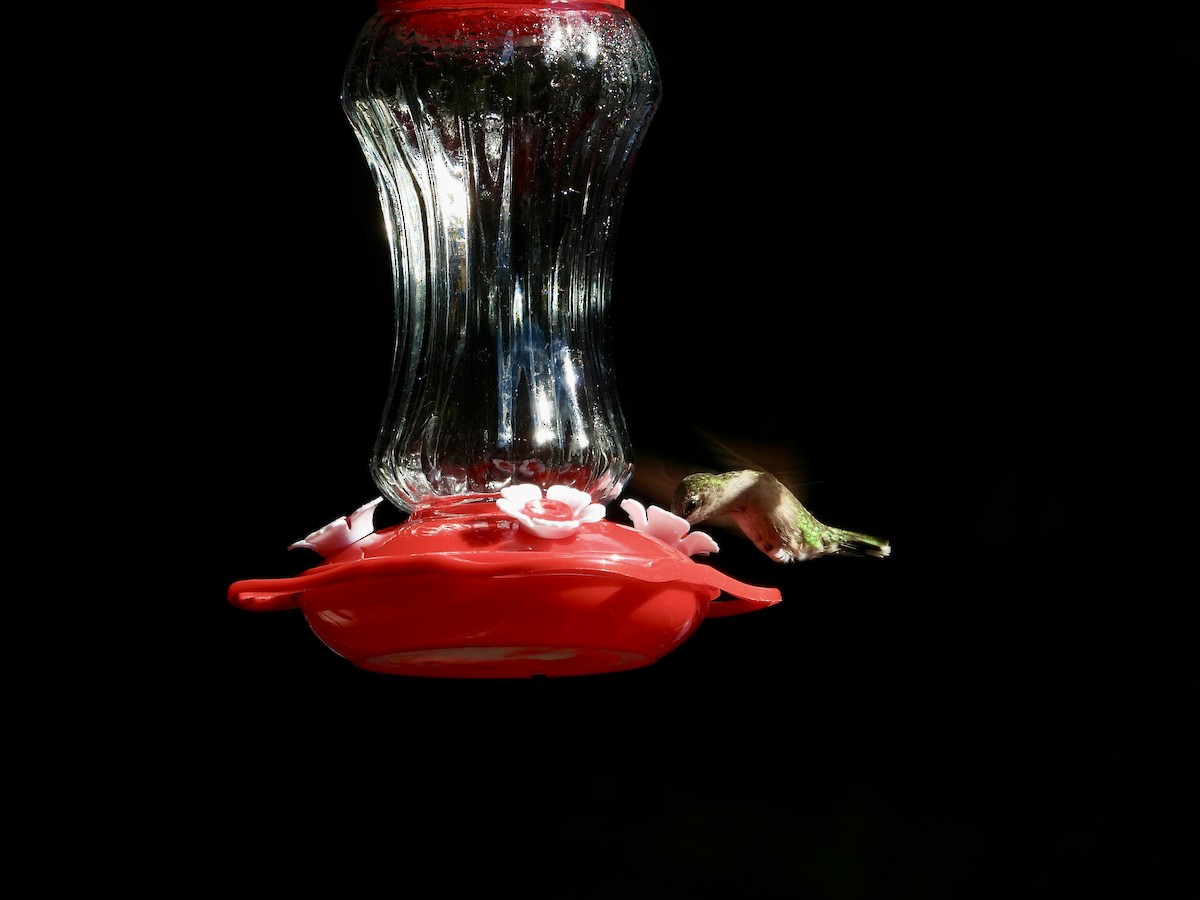 Colibri à gorge rubis - ML646473518