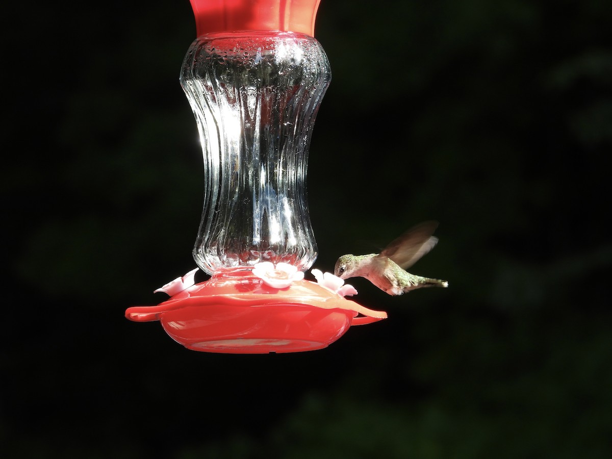 Colibri à gorge rubis - ML646473519