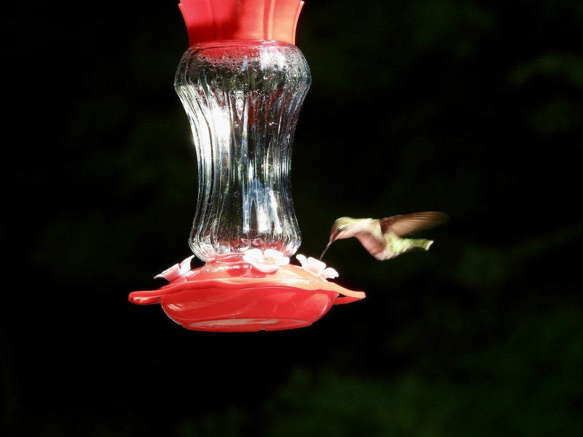 Ruby-throated Hummingbird - ML646473520