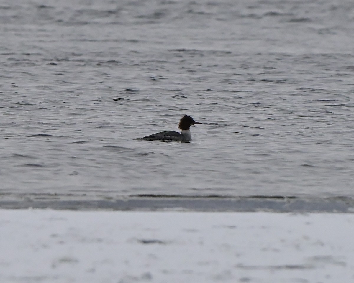 Common Merganser - ML646473523