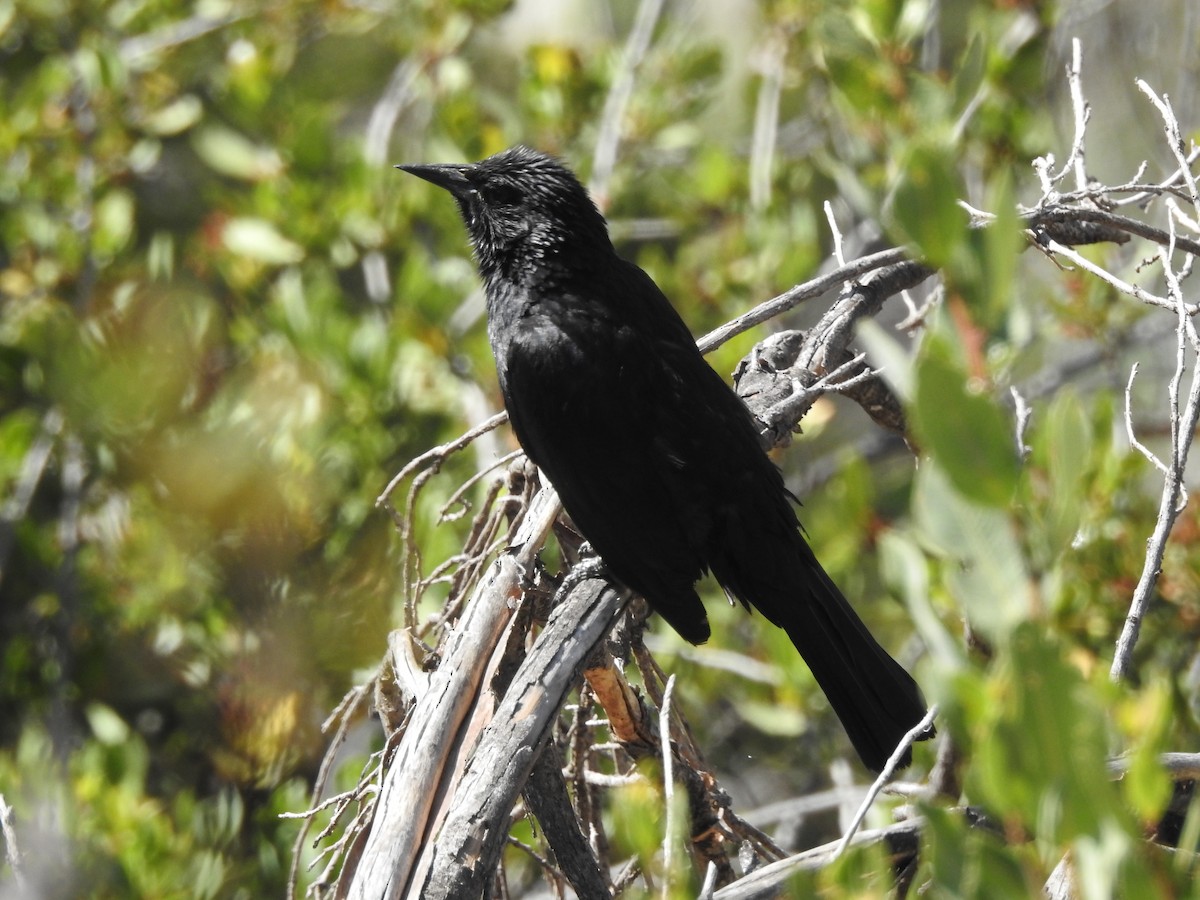 Austral Blackbird - ML646473527