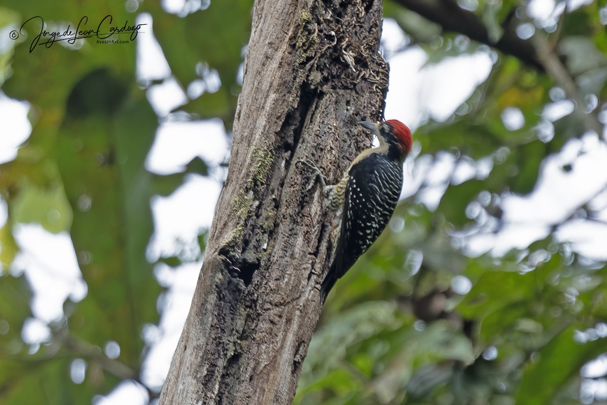 Black-cheeked Woodpecker - ML646473529