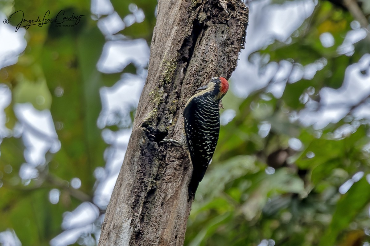 Black-cheeked Woodpecker - ML646473530