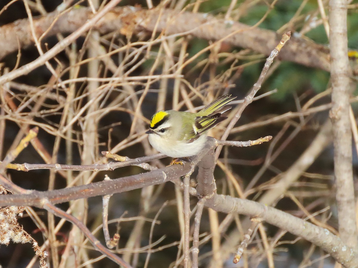 アメリカキクイタダキ - ML646473531