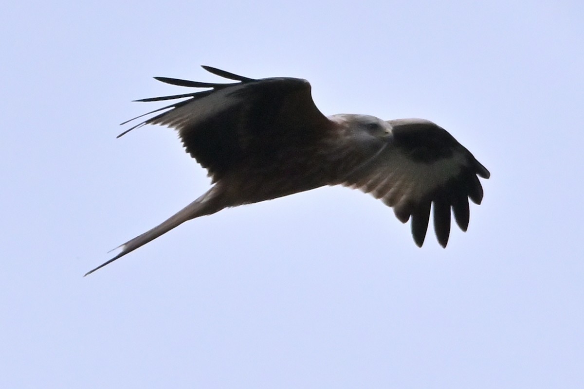 Red Kite - ML646473533