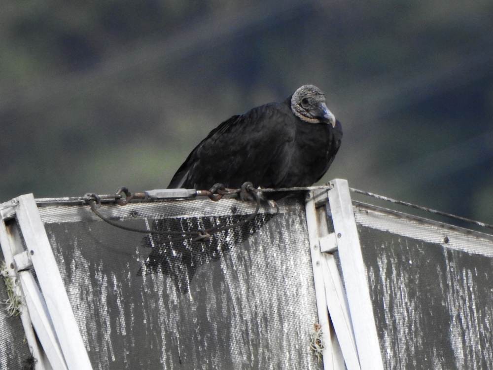 Black Vulture - ML646473534