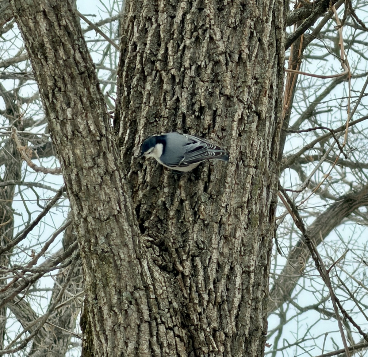 Weißbrustkleiber - ML646473535