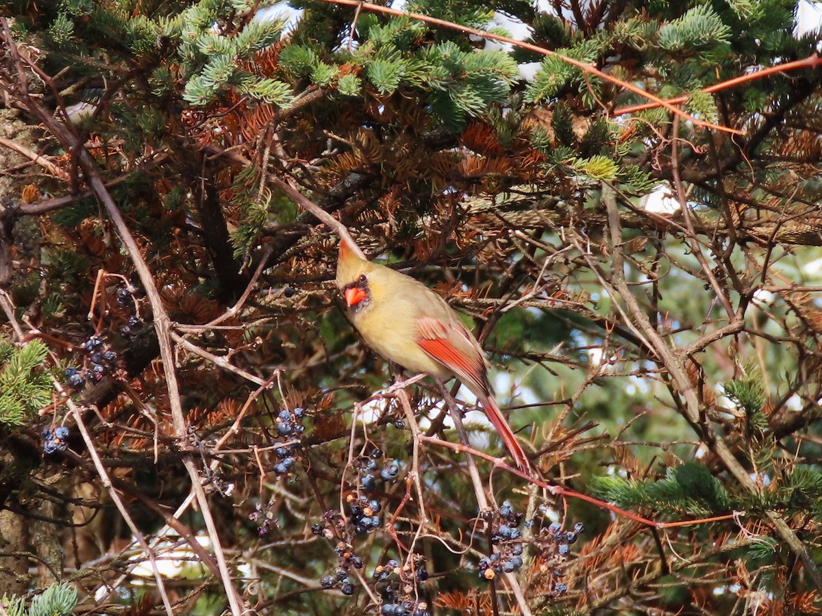 ショウジョウコウカンチョウ - ML646473538