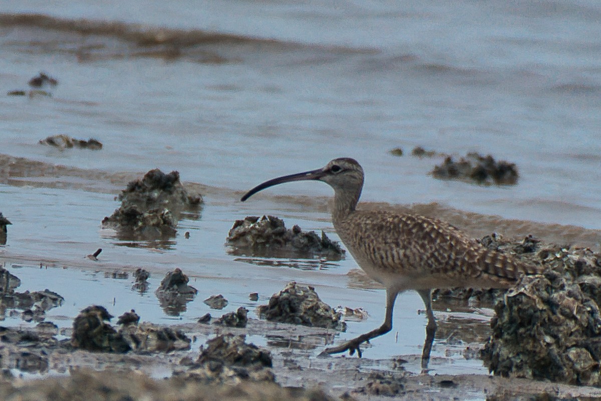 アメリカチュウシャクシギ - ML646473540