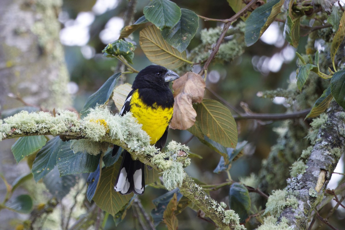 Black-backed Grosbeak - ML646473542