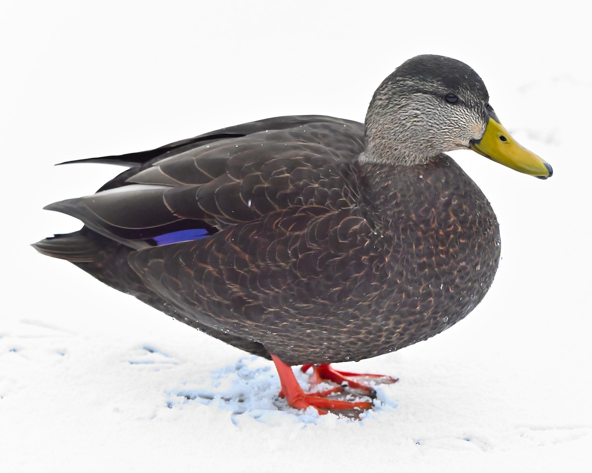 American Black Duck - ML646473543