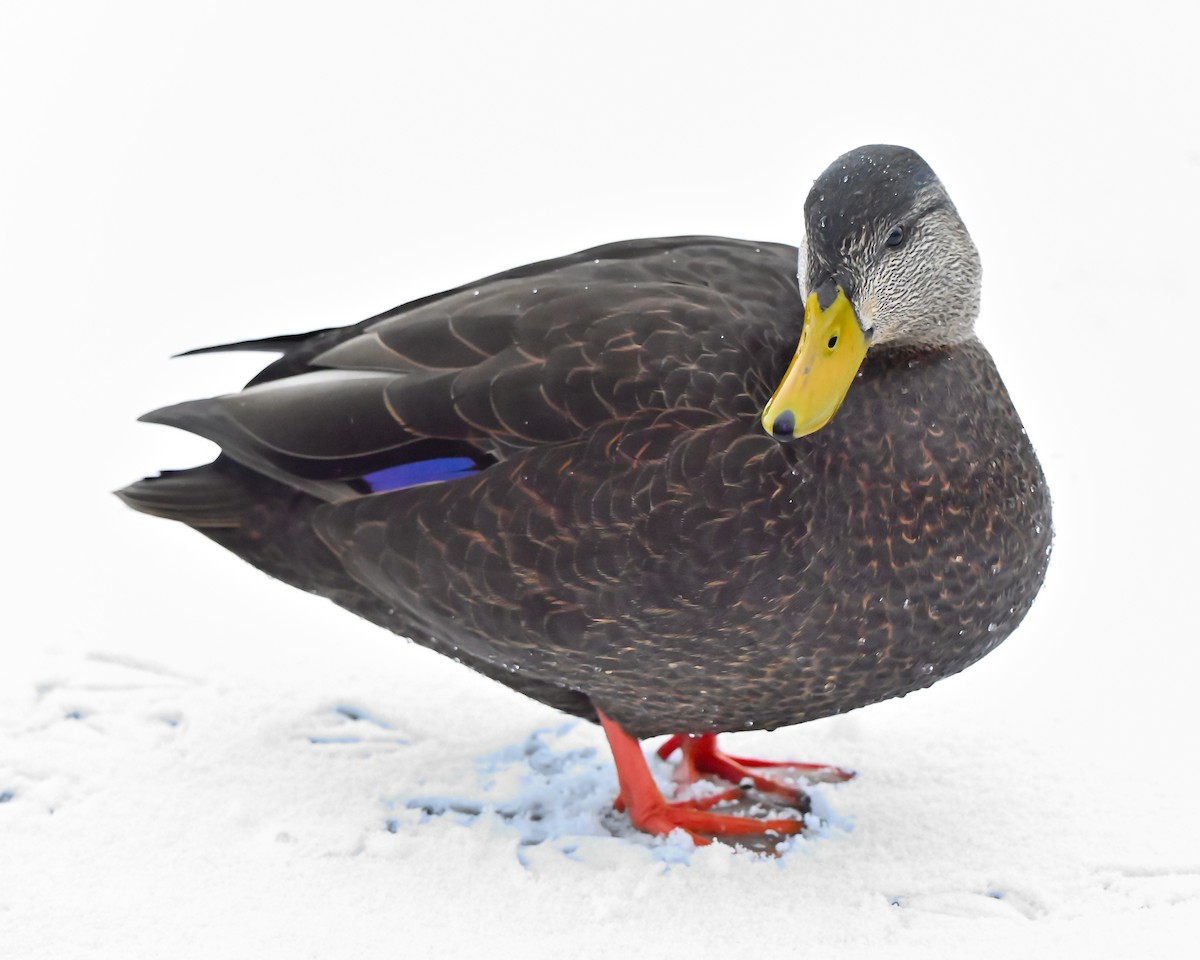 American Black Duck - ML646473544