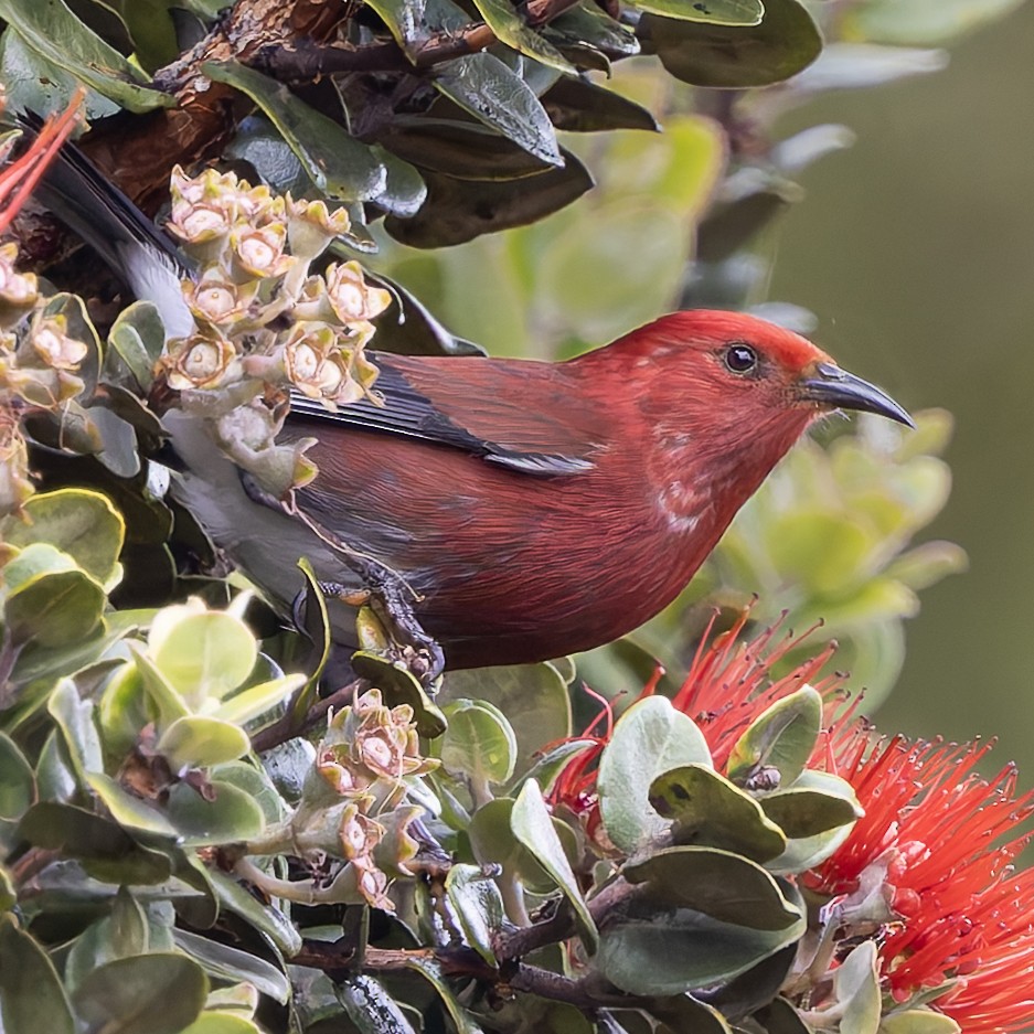 šatovník karmínový - ML646473545