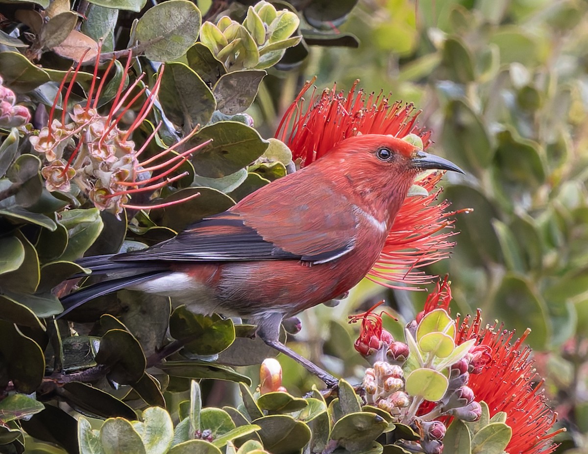 šatovník karmínový - ML646473546