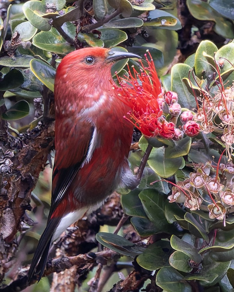 šatovník karmínový - ML646473547