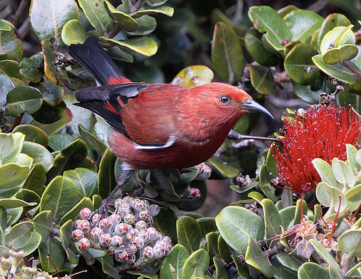 šatovník karmínový - ML646473548