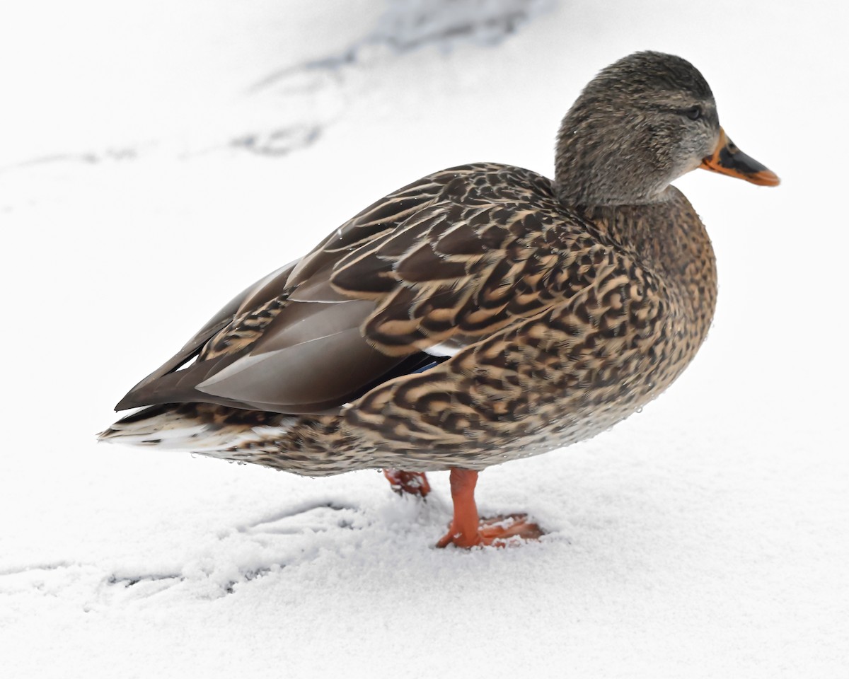 Mallard - ML646473550