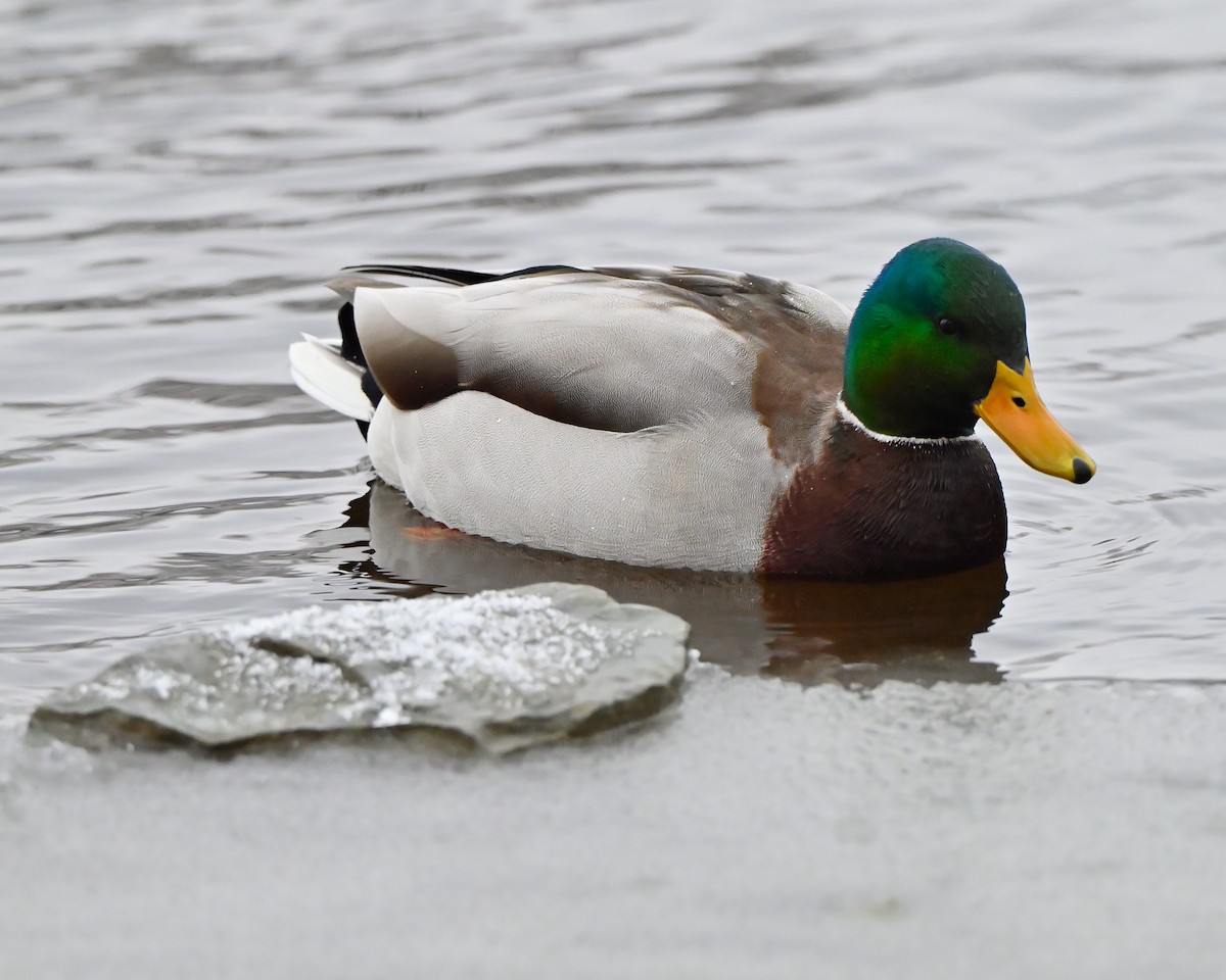 Mallard - ML646473551