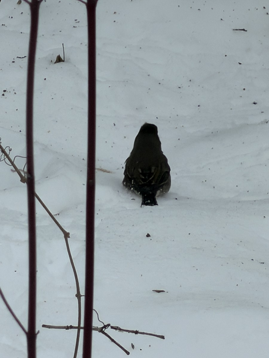 Dark-eyed Junco - ML646473552