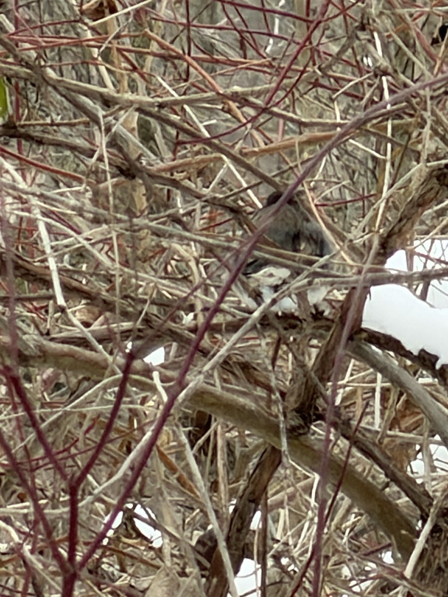 Dark-eyed Junco - ML646473554
