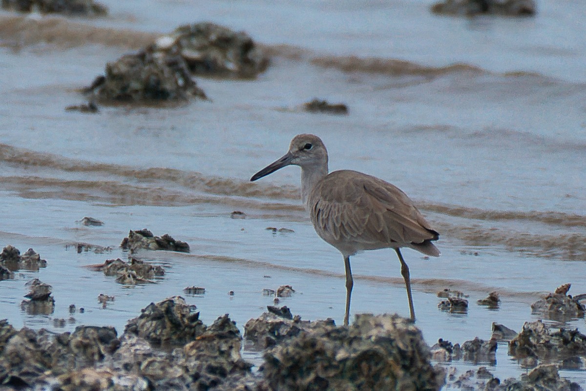 ハジロオオシギ - ML646473556